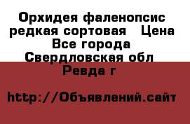 Орхидея фаленопсис редкая сортовая › Цена ­ 800 - Все города  »    . Свердловская обл.,Ревда г.